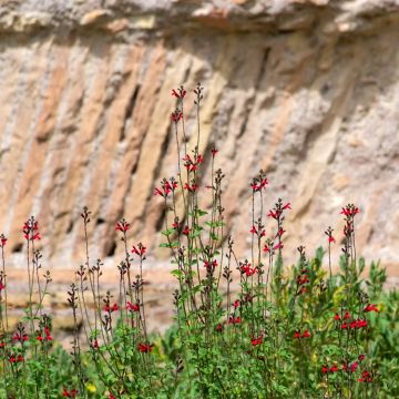 Sauge arbustive rouge sombre - Salvia microphylla Royal Bumble 