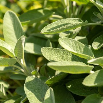 Sauge officinale - Vilmorin