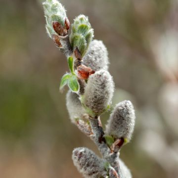 Salix purpurea Nana - Saule rouge