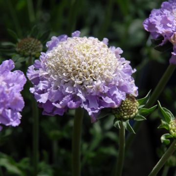 Scabieuse colombaire - Scabiosa columbaria Butterfly Blue