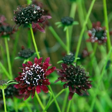 Scabieuse - Scabiosa Chile Black