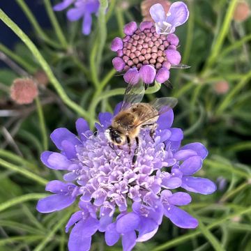 Scabieuse colombaire Pincushion Pink - Scabiosa columbaria