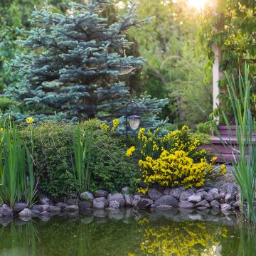 Cytisus decumbens - Genêt rampant