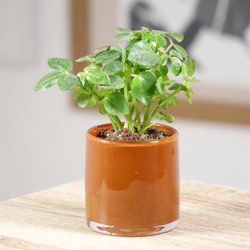 Schefflera arboricola