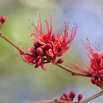 Jacaranda mimosifolia - Flamboyant bleu