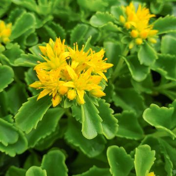 Sedum kamtschaticum - Orpin du Kamtchatka