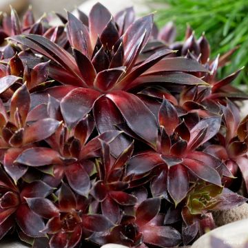 Sempervivum Colorockz Coconut Crystal - Joubarbe