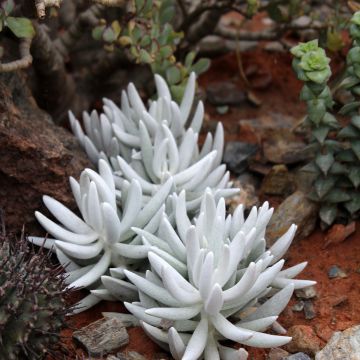 Senecio hawortii - Plante cocon