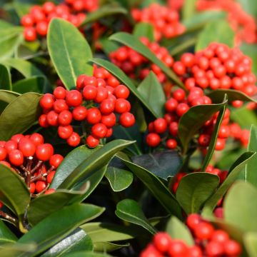 Skimmia japonica Temptation - Skimmia du Japon 