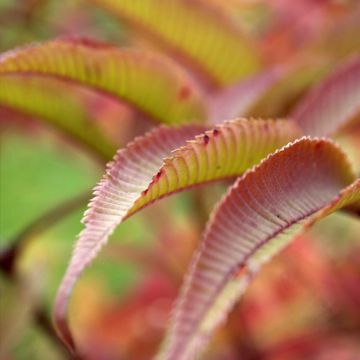 Sorbaria tomentosa Stick & Feathers - Sorbaire tomenteuse