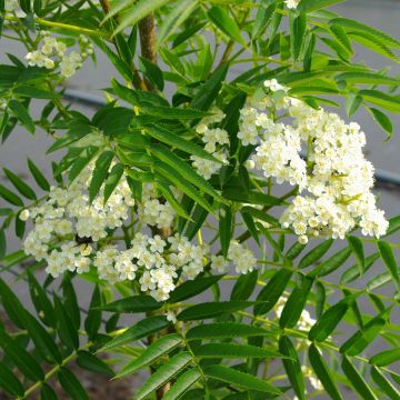 Sorbus wilfordii - Sorbier du Japon