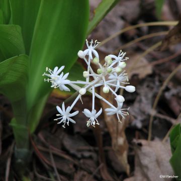 Speirantha convallarioides - Muguet de Chine
