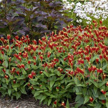 Spigelia marilandica - Spigélie du Maryland