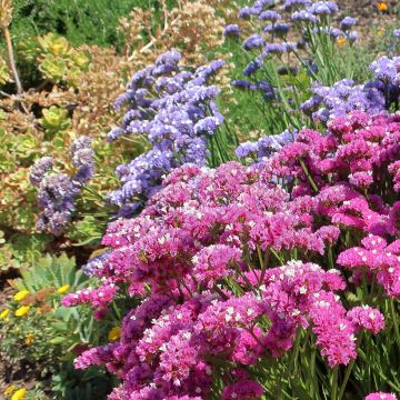 Limonium Sinuatum Forever Mixed