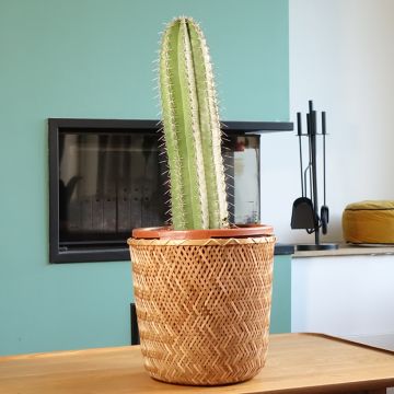 Cactus - Stenocereus griseus