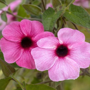 Suzanne-aux-yeux-noirs - Thunbergia alata Sunny Suzy Rose Sensation