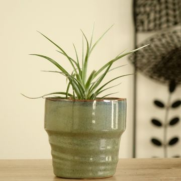 Tillandsia Mizuki