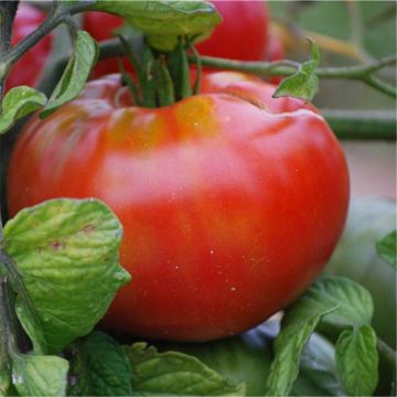 Tomate Altaisky Bio - Ferme de Sainte Marthe