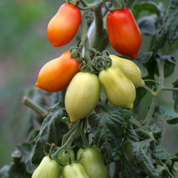 Tomate San Marzano 2 Bio - Ferme de Sainte Marthe