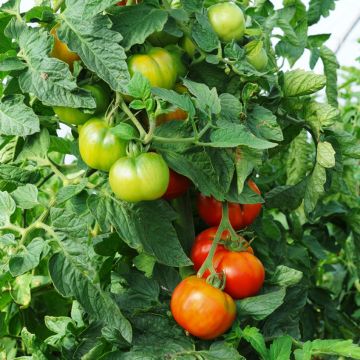Tomate type coeur de boeuf Faworyt