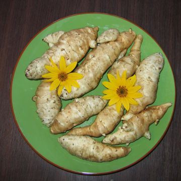 Topinambours Fuseau Culinaire X 5 - Helianthus tuberosus