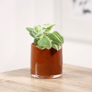 Tradescantia sillamontana Variegata - Misère laineuse