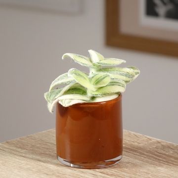 Tradescantia Brightness