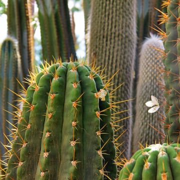 Cylindropuntia kleiniae - Opuntia ou oponce