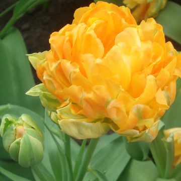 Tulipe double Orca