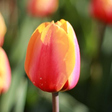 Tulipe Triomphe Flaming Flag