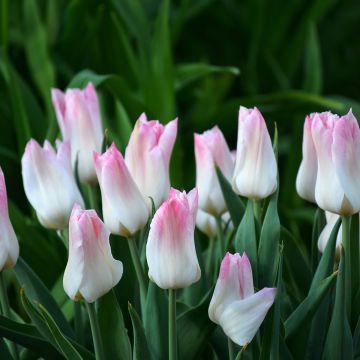 Tulipe Triomphe Flaming Flag