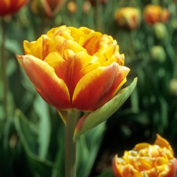 Tulipe Double Tardive Gold Fever