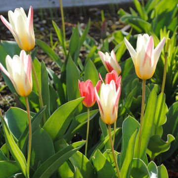 Tulipe kaufmanniana hybride Ice Stick