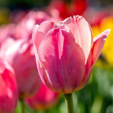 Tulipe Préludium, simple tardive