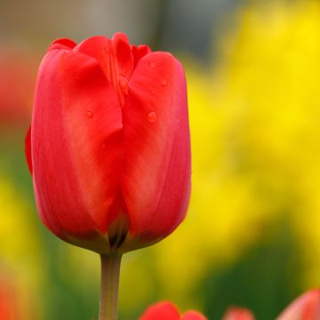 Tulipe Simple Hâtive Christmas Pearl