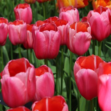 Tulipe simple tardive Renown