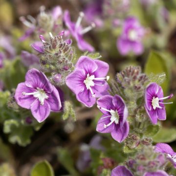 Veronica liwanensis - Véronique
