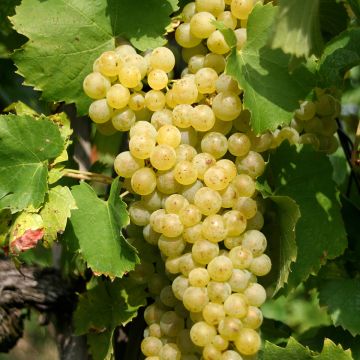 Vigne Sauvignon Blanc