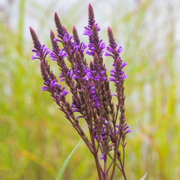 Verbena hastata Blue Spires - Verveine hastée