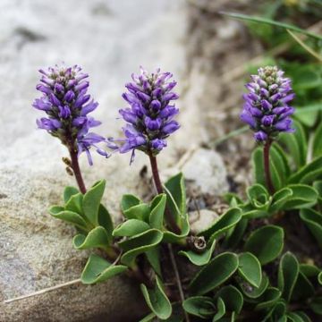 Veronica gentianoides - Véronique du Caucase