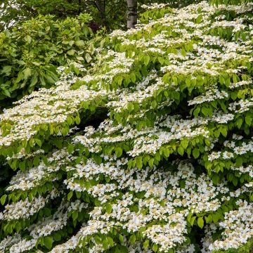 Viorne de Chine - Viburnum plicatum Mariesii Great Star