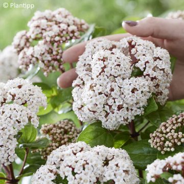 Viorne tin, Laurier tin - Viburnum tinus Gwenlian