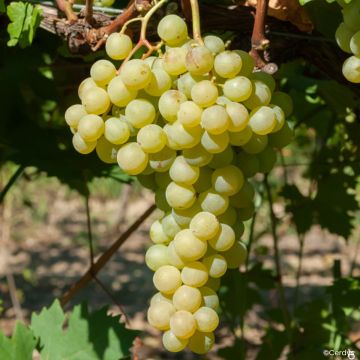 Vigne Sauvignon Blanc