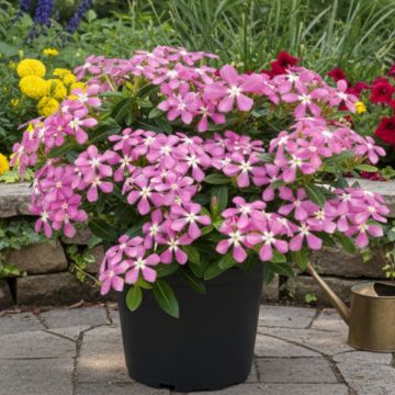 Pervenche de Madagascar Titan F1 White - Catharanthus roseus