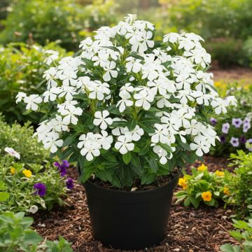 Pervenche de Madagascar Titan F1 White - Catharanthus roseus