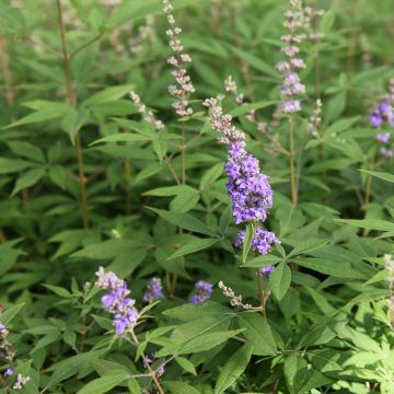 Vitex agnus-castus Queen Bee - Gattilier