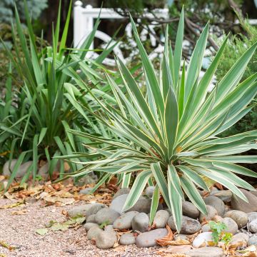 Yucca gloriosa Variegata - Dague espagnole - Yucca superbe panaché