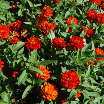Zinnia Profusion Double Fire - Zinnia hybride double