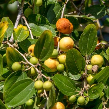 Ziziphus jujuba Abundance - Jujubier