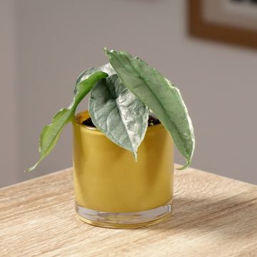 Alocasia Mayan mask - Oreille d'éléphant 